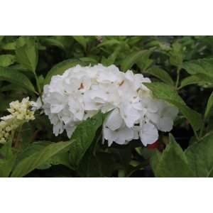 Hortenzia kalinolistá (Hydrangea macrophylla) ´MADAME EMILE MOUILLERE´ - výška 20-30 cm, Ø 20-30 cm, kont. C3L